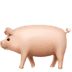 pig