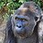 GorillaForSale