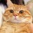 一只路过橘猫